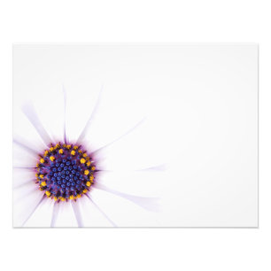 Minimalist White Daisy flower on White Background Photo Print