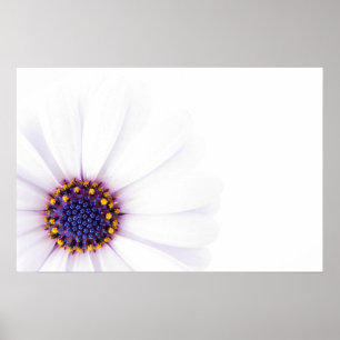 Minimalist White Daisy flower on White Background Poster