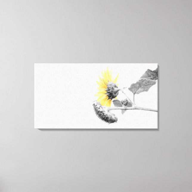Minimalist Yellow Sunflower Selective Colouring Canvas Print (Front)