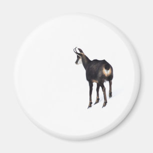 Minimalistic Alpine Chamois mountain goat on snow Magnet