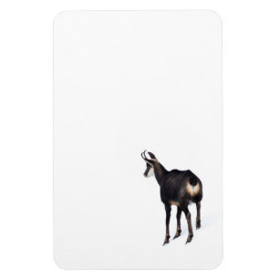 Minimalistic Alpine Chamois mountain goat on snow Magnet