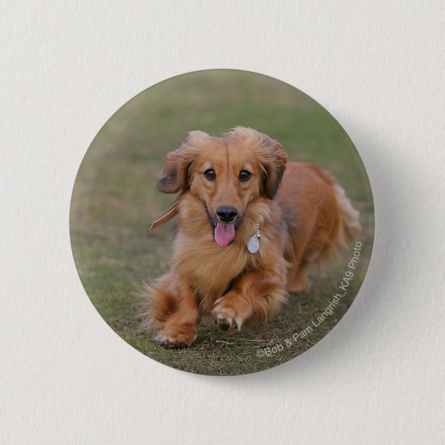 Miniture Dachshund Running 6 Cm Round Badge (Front)