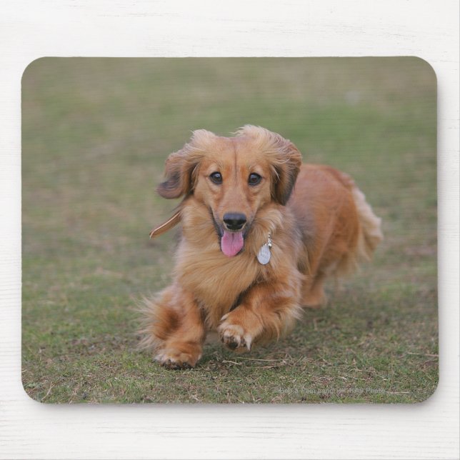 Miniture Dachshund Running Mouse Mat (Front)