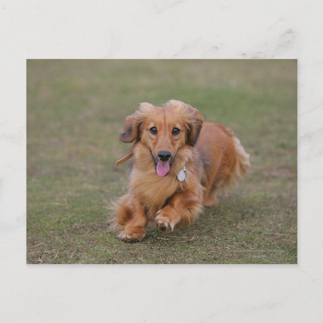 Miniture Dachshund Running Postcard (Front)