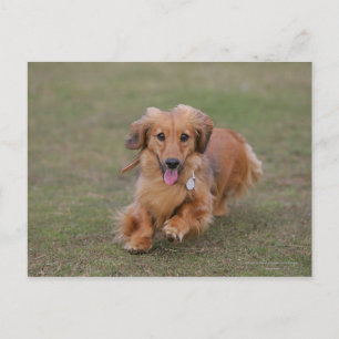 Miniture Dachshund Running Postcard