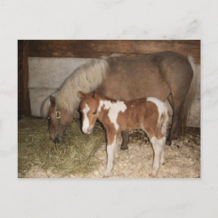 Miniture Pony and Baby Postcard