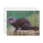 Mink Postcard