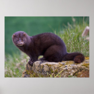 Mink Print