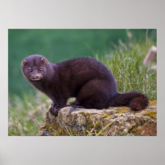 Mink Print