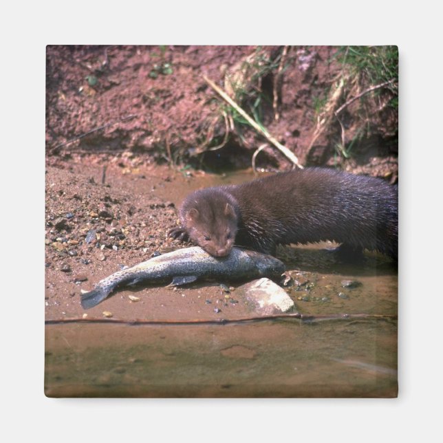 Mink with small fish magnet (Front)