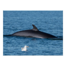 Minke whale and seagull in Northern Norway nature