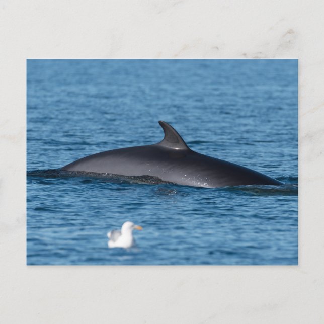 Minke whale and seagull nature photo postcard (Front)