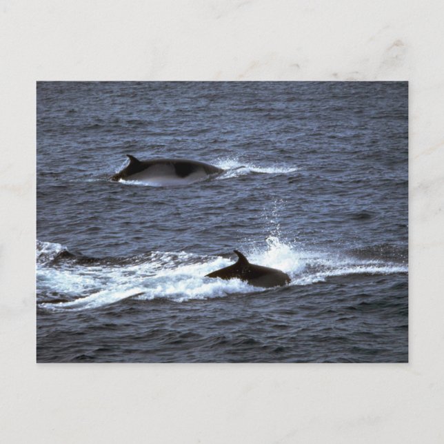 Minke whale postcard (Front)