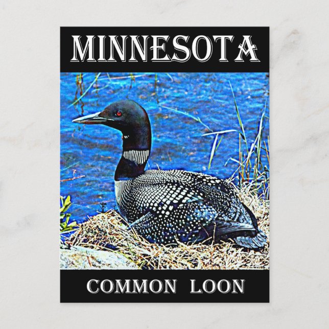 Minnesota Common Loon Postcard (Front)