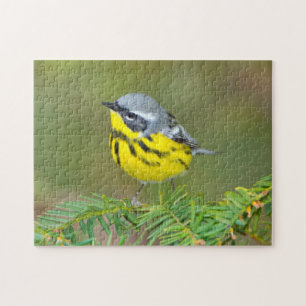 Minnesota, Mendota Heights, Magnolia Warbler Jigsaw Puzzle