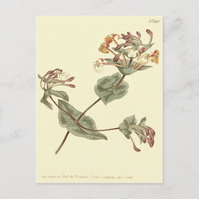 Minorca Honeysuckle Yellow Illustration Postcard (Front)