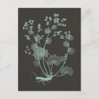 Mint & Charcoal Nature Study I