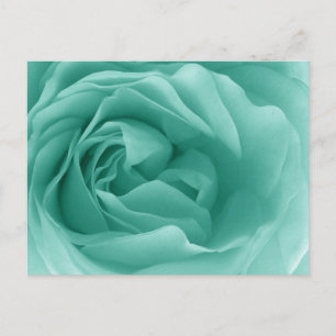 MINT GREEN Close Up of a Frilly Rose Postcard
