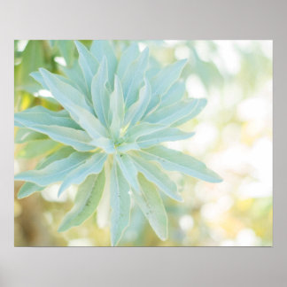 Mint Green Succulent Cactus Flower Nature Fine Art Poster