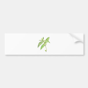 Mint herb bumper sticker