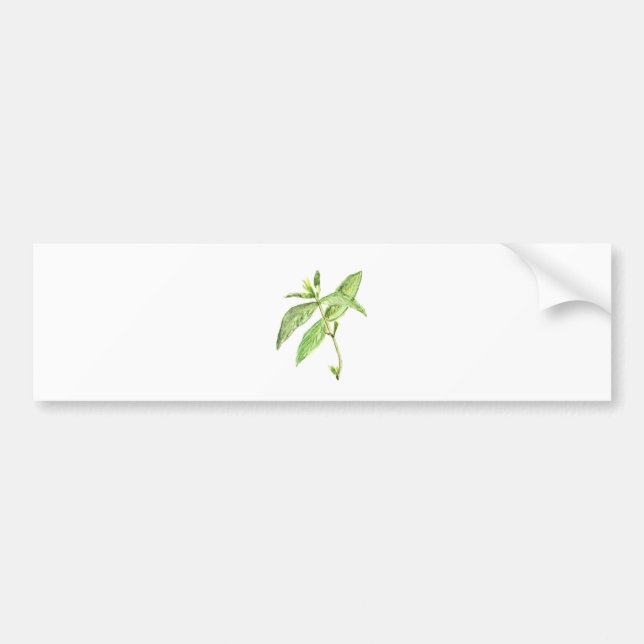 Mint herb bumper sticker (Front)