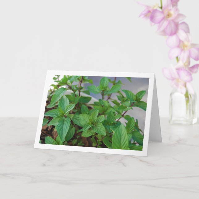 Mint Herb Plant Card (Orchid)