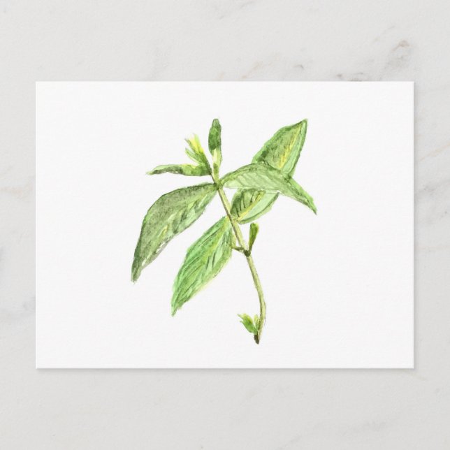 Mint herb postcard (Front)