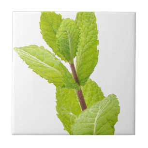 Mint leaves tile
