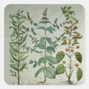 Mint: Mentha crispa Square Sticker