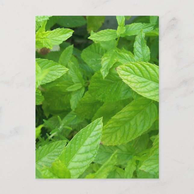 Mint Postcard (Front)
