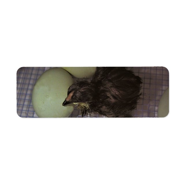 Minutes Old (Front)