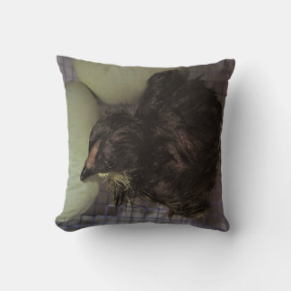 Minutes Old Cushion