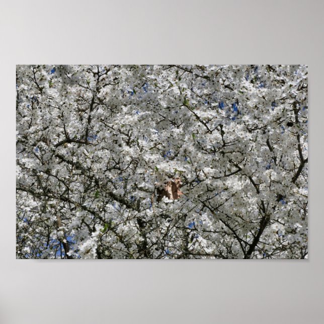 Mirabelle Blossom Poster (Front)