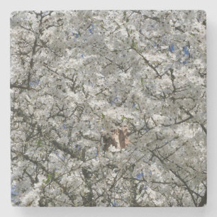 Mirabelle Blossom Stone Coaster