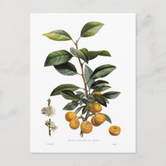 Mirabelle plum postcard