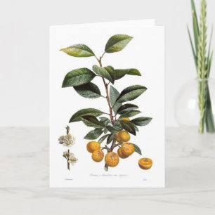Mirabelle plum (Prunus x domestica var. syriaca) Card
