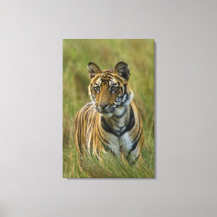 Mirchaini Cub Female Tiger (Bandhavgarh, India) Canvas Print