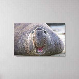Mirorounga_angustirostris Canvas Print