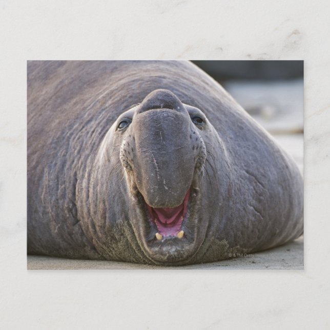 Mirorounga_angustirostris Postcard (Front)