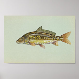 Mirror carp poster