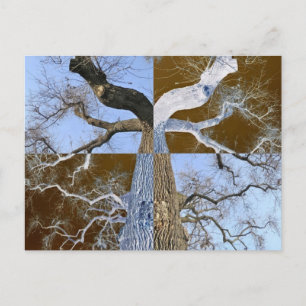 Mirror Opposite Tree Postcard