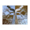 Mirror Opposite Tree Postcard