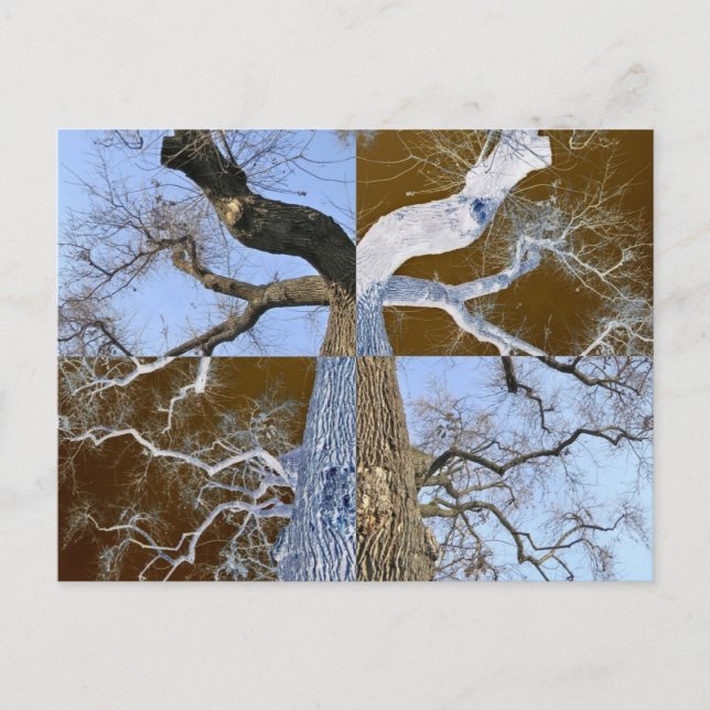 Mirror Opposite Tree Postcard (Front)