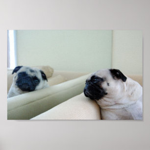 Mirror Pugs Poster