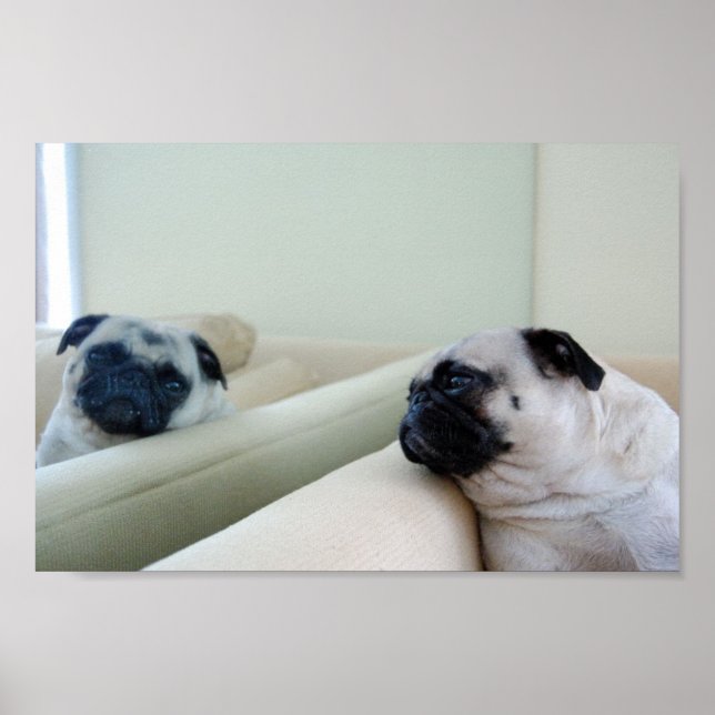 Mirror Pugs Poster (Front)