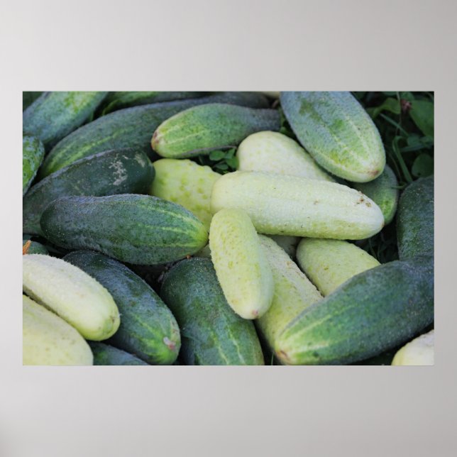 Miscellaneous cucumbers. poster (Front)