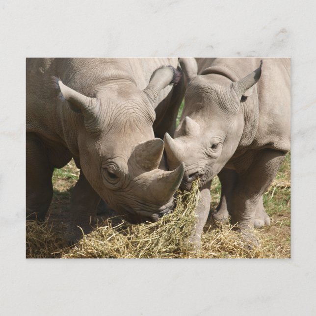 Miscellaneous - Hungry Black Rhinoceros Pattern Postcard (Front)