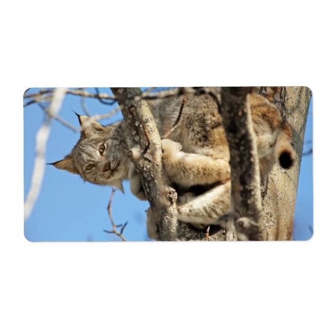 Mischievous Lynx (Front)