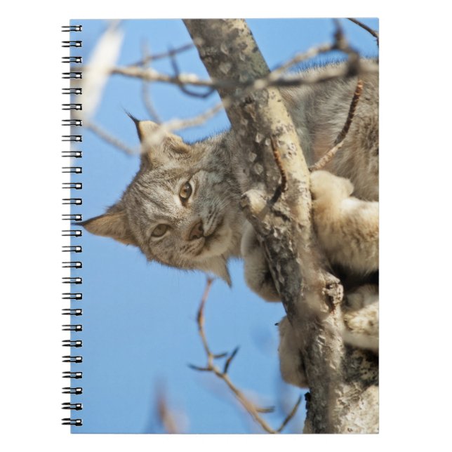 Mischievous Lynx Notebook (Front)