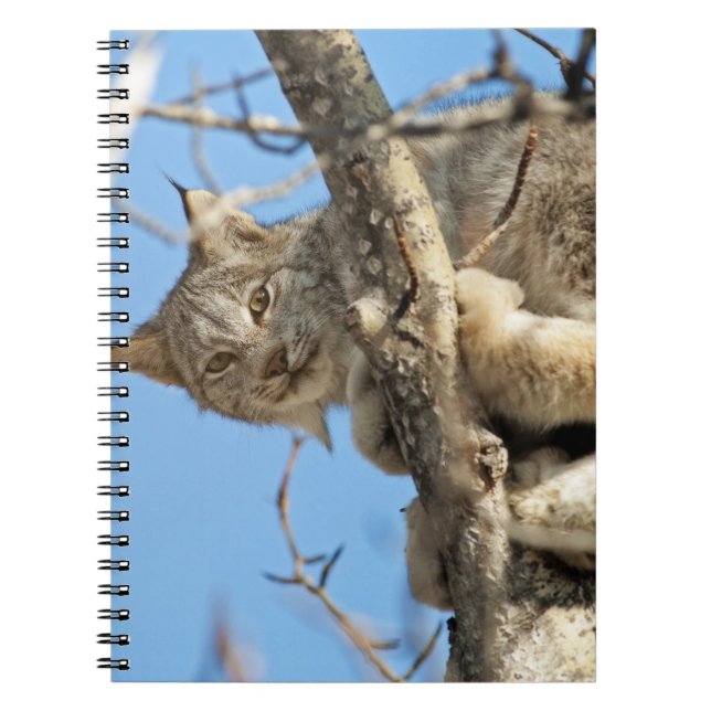 Mischievous Lynx Notebook (Front)